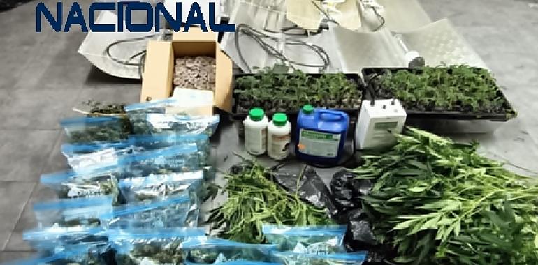 Desmantelado un centro de cultivo de marihuana en Langreo