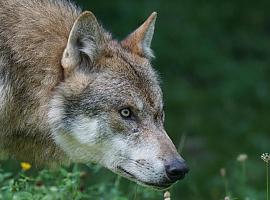 Confirmado: El lobo hallado muerto en Castropol fue envenenado con estricnina
