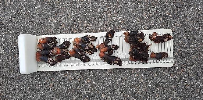 Atrapan a dos furtivos capturando percebes con equipo de buceo en Cabo Peñas