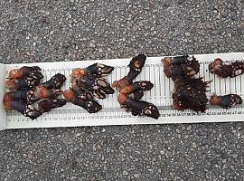Atrapan a dos furtivos capturando percebes con equipo de buceo en Cabo Peñas