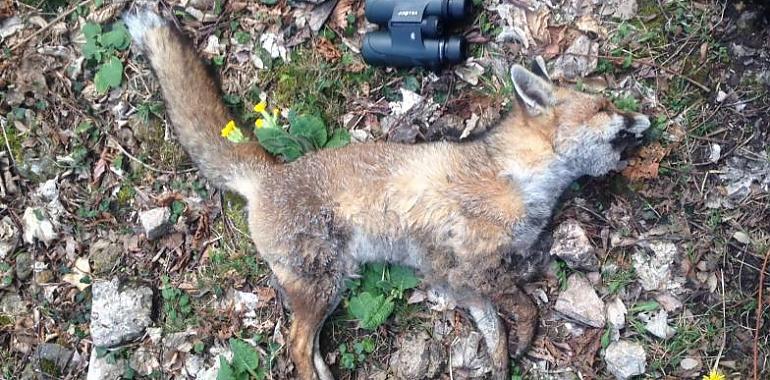 Investigadores de la Universidad de Oviedo revelan deficiencias en la detección de envenenamiento de fauna silvestre
