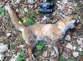 Investigadores de la Universidad de Oviedo revelan deficiencias en la detección de envenenamiento de fauna silvestre
