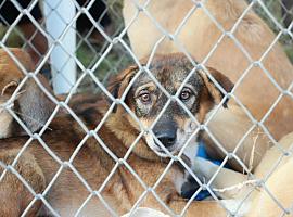 Langreo impulsa el voluntariado en su albergue canino con actividades de bienestar y socialización
