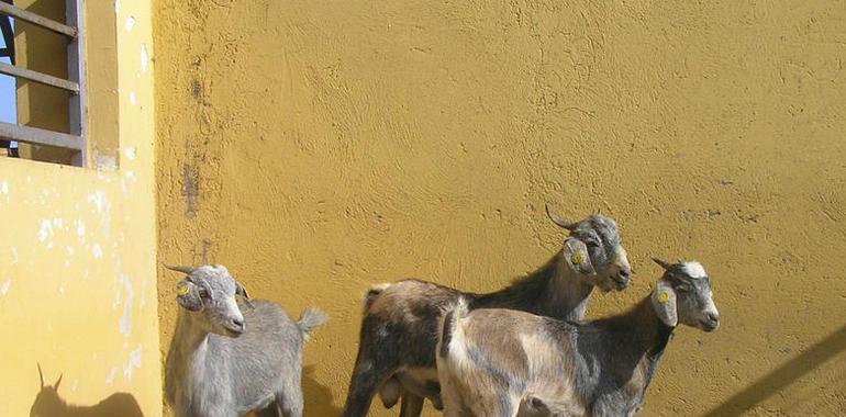 El Gobierno de Canarias envía a Senegal 128 cabras de la raza Majorera