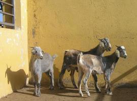 El Gobierno de Canarias envía a Senegal 128 cabras de la raza Majorera
