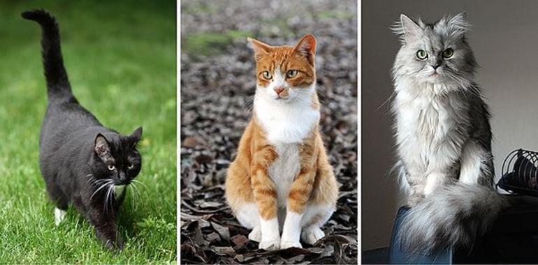Equo entrega ordenanzas sobre animales en los ayuntamientos