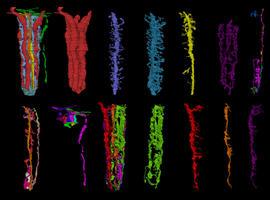 Una reconstrucción en 3D del cerebro de ‘Drosophila’ demuestra que el sistema nervioso ahorra en cable