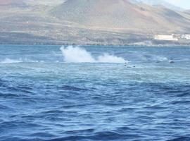 Reaparecen piroclastos humeantes en aguas de La Restinga