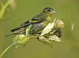 Las aves más ingeniosas son más sexys