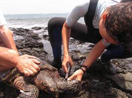 El MARM coordina un Programa de Marcado de Tortugas Marinas 