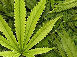 ¿Sobredosis de marihuana No, gracias: tu cerebro no está programado para ello