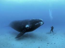 Amiga ballena, amigo humano