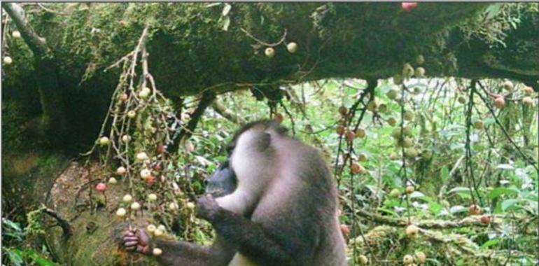 Los primates de Bioco, próximos a la extinción