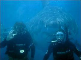 Tiburones y surfistas