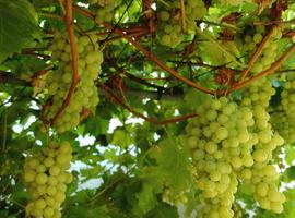 121.000 kilos de uva de calidad entraron en las bodegas acogidas a la IGP Vino de Cangas