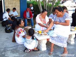 El maíz transgénico pone en peligro la sostenibilidad