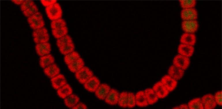 Definen el transcriptoma completo de la cianobacteria Anabaena 