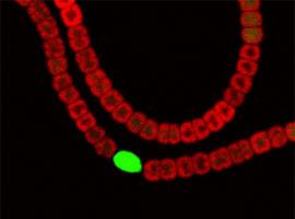 Definen el transcriptoma completo de la cianobacteria \Anabaena\ 