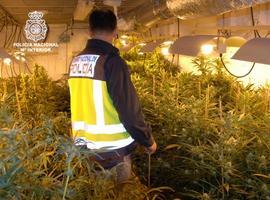 Desmantelan una plantación de marihuana en una hípica abandonada