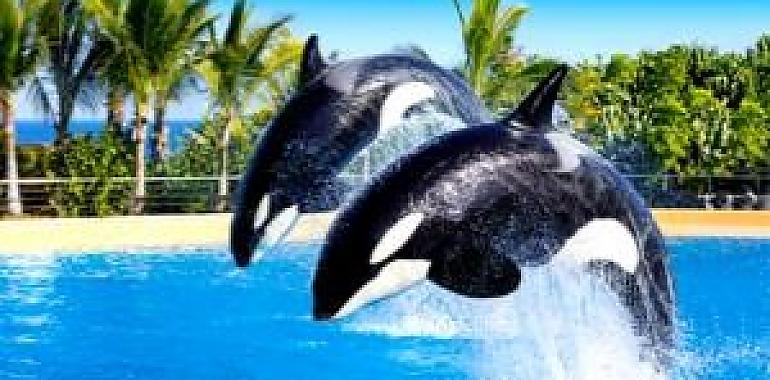 Loro Parque: un viaje inolvidable al corazón de la naturaleza en Tenerife