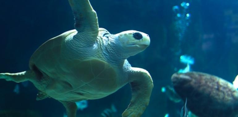 Vive un día inolvidable en el Acuario de Gijón: una experiencia para asturianos y visitantes que no puedes perderte