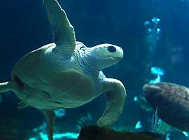 Vive un día inolvidable en el Acuario de Gijón: una experiencia para asturianos y visitantes que no puedes perderte
