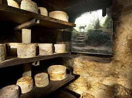 La consejería de Medio Rural encarga diez estanterías a medida para facilitar el secado del queso Cabrales en la cueva del Fresco.