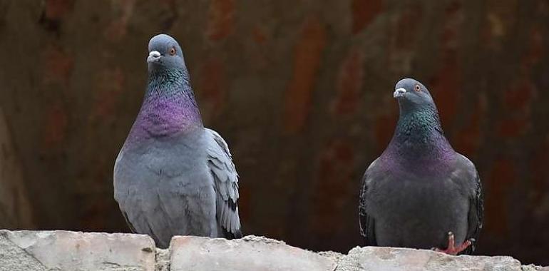  El Ayuntamiento de Gijón intensifica la lucha contra las palomas urbanas: 900 capturas y un coste de 243.653 euros en daños