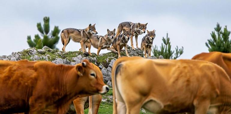 Medio rural concede ayudas por valor de 1,8 millones para impulsar medidas de prevención frente a la fauna silvestre