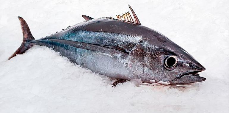  Avilés inaugura la campaña del bonito del Norte con la primera descarga de 600 kilos procedentes de Bermeo