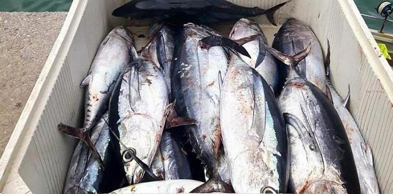 Subasta amarga en Avilés: los pescadores no cubren costes y el mercado no puede pagar más