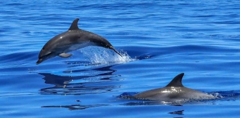 Navega junto a delfines en libertad y descubre Gibraltar como nunca antes: la excursión que no querrás perderte este verano