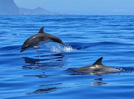 Navega junto a delfines en libertad y descubre Gibraltar como nunca antes: la excursión que no querrás perderte este verano