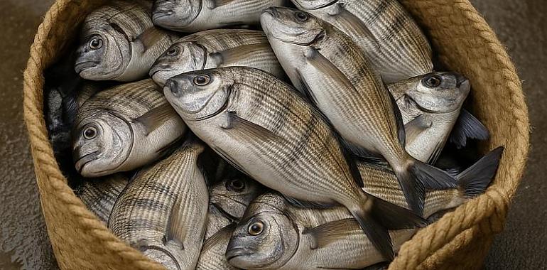 Cazados con el capacho lleno: dos pescadores asturianos, pillados con más de 30 kilos de sargos en Galicia