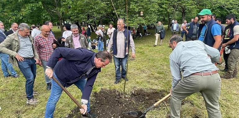El Principado cuenta con seis nuevas especies de coníferas aptas para repoblar áreas afectadas por la banda marrón o peste del pino
