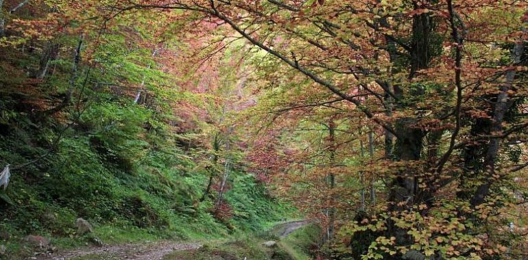 15 millones para repoblar el campo asturiano: Medio Rural activa las ayudas Leader con más incentivos al empleo que nunca