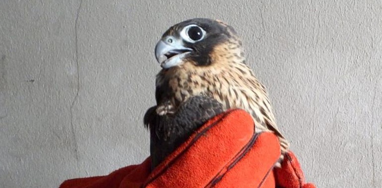 Liberados once erizos y dos halcones peregrinos tras su recuperación en Sobrescobio: una historia de rescate y esperanza en la fauna asturiana
