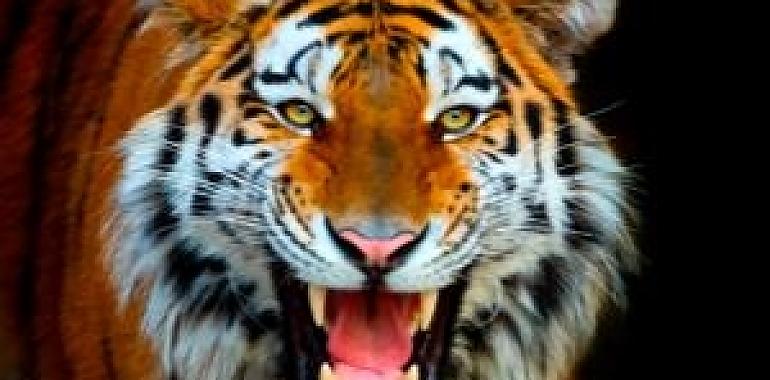 Una aventura salvaje y refrescante te espera en Terra Natura Benidorm: animales, emoción y descuentos exclusivos para este verano