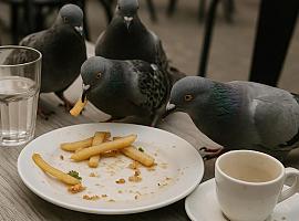 Gijón planta cara al descontrol de gaviotas y palomas con la ayuda del sector hostelero: “La implicación ciudadana es clave para consolidar los avances”