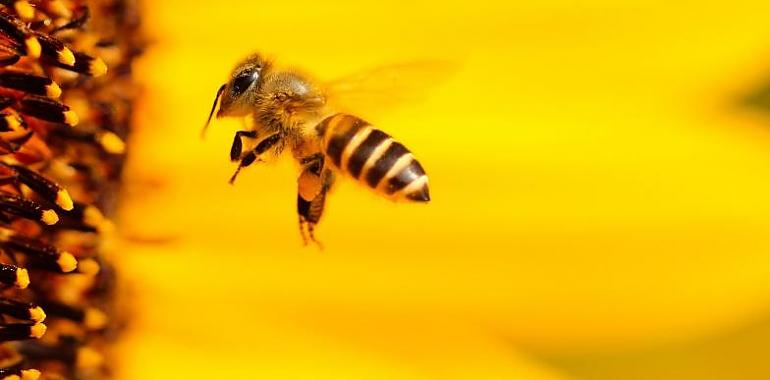 El Principado lanza un plan de 462.000 euros para blindar la apicultura asturiana frente a enfermedades, fauna salvaje y el cambio climático