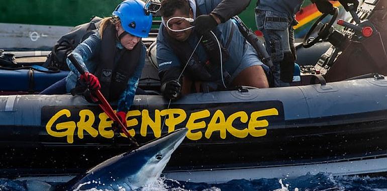 Greenpeace libera tiburones capturados por un pesquero español en el Pacífico y denuncia el modelo destructivo de la pesca industrial