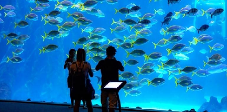 Sumérgete en Poema del Mar: una experiencia submarina en el corazón de Las Palmas