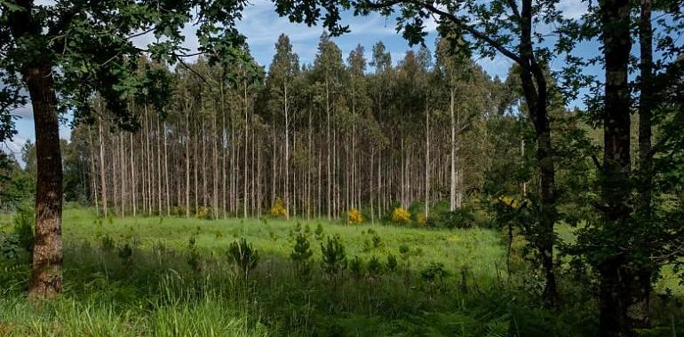 Asturias, ante la amenaza verde: 25 organizaciones ecologistas exigen una moratoria urgente al eucalipto como ya aplican Galicia y Bizkaia
