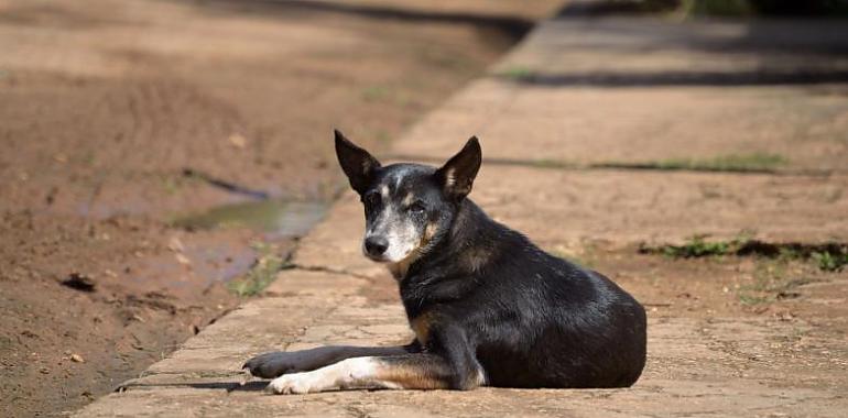 Récord de abandono animal en España: más de 292.000 perros y gatos recogidos en un solo año, la cifra más alta desde 2020