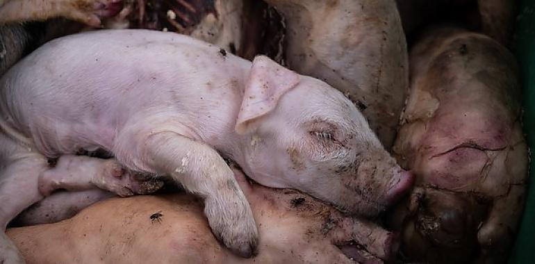 90.000 cerdos acaban cada año en la basura en España: el rostro invisible del desperdicio alimentario