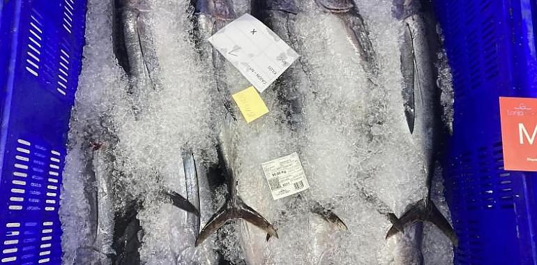 La temporada de bonito despega con fuerza en la lonja de Gijón