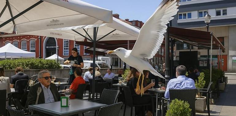 Las gaviotas toman Gijón: del acantilado a la terraza