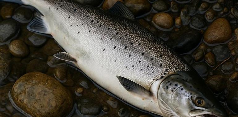 Se va el salmón, y con él una Asturias que ya no reconoce sus ríos
