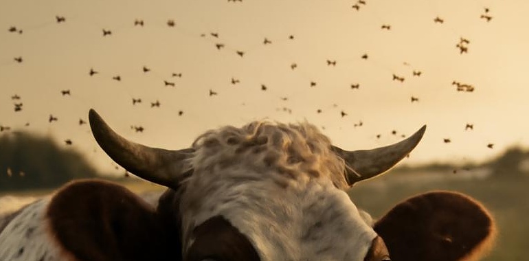 Alerta ganadera en Asturias: Medio Rural llama a extremar precauciones ante la amenaza de enfermedades transmitidas por mosquitos