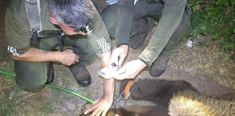 Muere un viejo oso pardo en Somiedo: el radiocollar alertó de su último descanso en La Pornacal